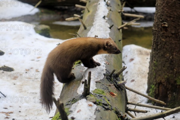 Marten (Martes martes), adult, alert, tree trunk, winter, snow, foraging, Bavarian Forest National Park, Germany, Europe, Germany