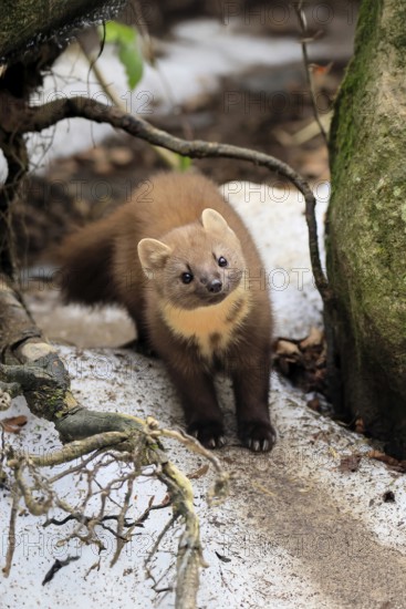 Marten (Martes martes), adult, curious, alert, soil, winter, snow, Bavarian Forest National Park, Germany, Europe, Germany