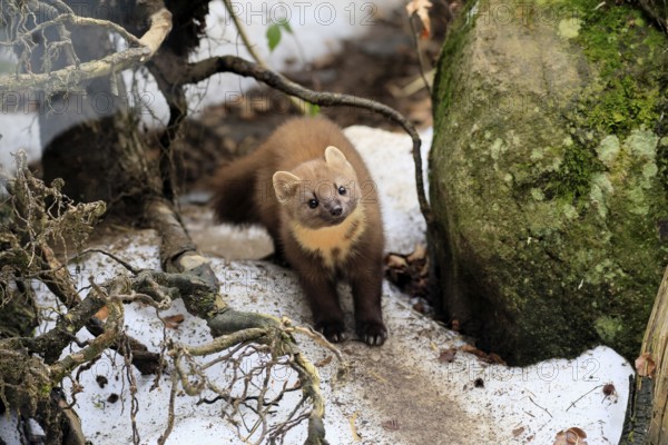 Marten (Martes martes), adult, curious, alert, soil, winter, snow, Bavarian Forest National Park, Germany, Europe, Germany