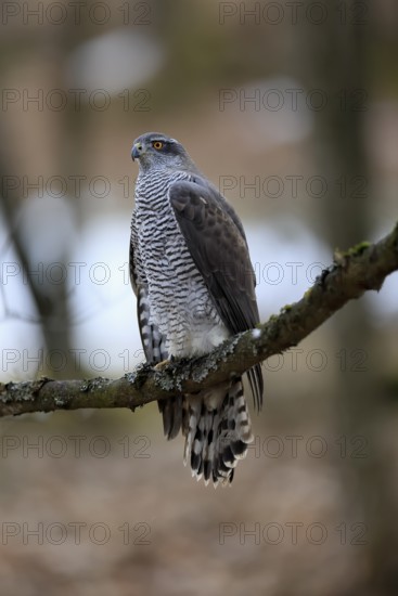 Hawk (Astur gentilis), adult, female, on tree, in winter, alert, Bohemian Forest, Czech Republic, Europe, Germany