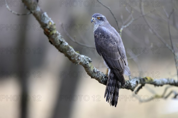 Hawk (Astur gentilis), adult, female, on tree, in winter, alert, Bohemian Forest, Czech Republic, Europe, Germany