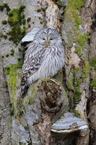 Hawk owl (Strix uralensis), adult, in winter, on tree trunk, Bohemian Forest, Czech Republic, Europe, Germany