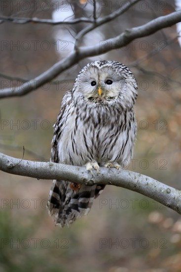 Hawk owl (Strix uralensis), adult, in winter, on tree, Bohemian Forest, Czech Republic, Europe, Germany