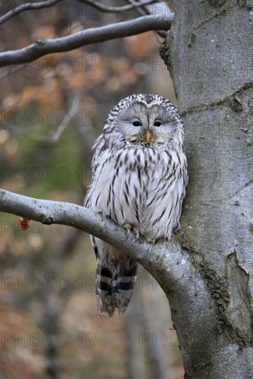 Hawk owl (Strix uralensis), adult, in winter, on tree, on tree trunk, Bohemian Forest, Czech Republic, Europe, Germany