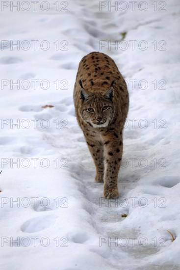 Carpathian lynx (Lynx lynx carpathicus), adult, in winter, in snow, running, stalking, alert, Bavarian Forest, Bavaria, Germany, Europe, Germany