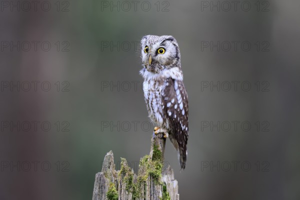Roughfoot owl (Aegolius funereus), groufoot owl, adult, perch, alert, in winter, Bohemian Forest, Czech Republic, Europe, Germany