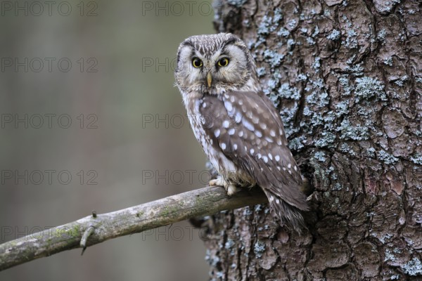 Roughfoot owl (Aegolius funereus), groufoot owl, adult, on tree, alert, in winter, Bohemian Forest, Czech Republic, Europe, Germany