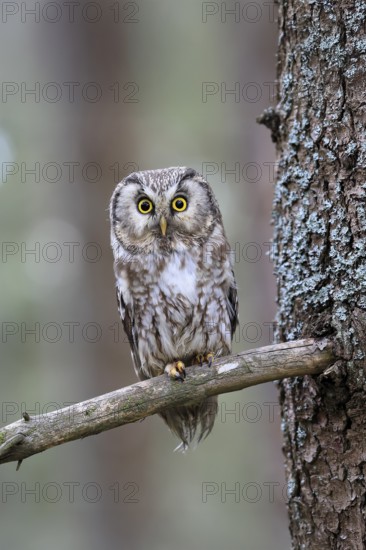 Roughfoot owl (Aegolius funereus), groufoot owl, adult, on tree, alert, in winter, Bohemian Forest, Czech Republic, Europe, Germany