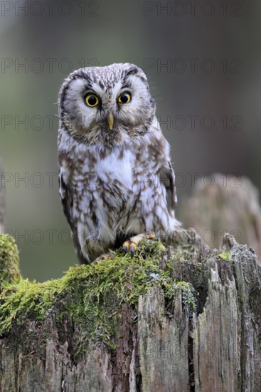 Roughfoot owl (Aegolius funereus), groufoot owl, adult, perch, tree trunk, alert, in winter, Bohemian Forest, Czech Republic, Europe, Germany