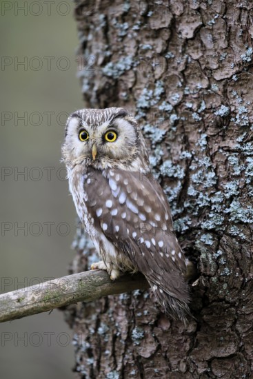 Roughfoot owl (Aegolius funereus), groufoot owl, adult, on tree, alert, in winter, Bohemian Forest, Czech Republic, Europe, Germany