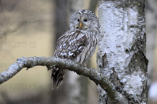 Hawk owl (Strix uralensis), adult, in winter, on branch, alert, Bohemian Forest, Czech Republic, Europe, Germany