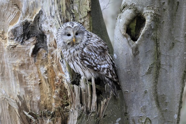 Hawk owl (Strix uralensis), adult, in winter, on tree trunk, Bohemian Forest, Czech Republic, Europe, Germany