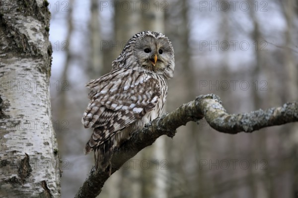 Hawk owl (Strix uralensis), adult, in winter, on tree, calling, Bohemian Forest, Czech Republic, Europe, Germany