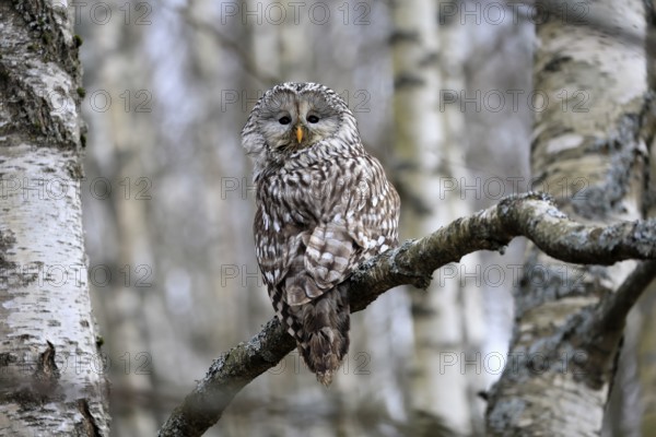 Hawk owl (Strix uralensis), adult, in winter, on tree, Bohemian Forest, Czech Republic, Europe, Germany