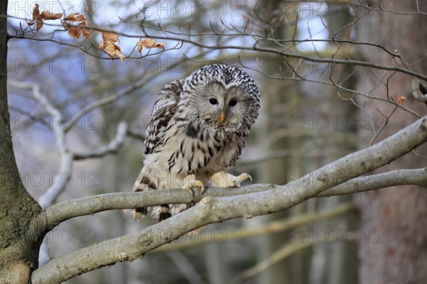 Hawk owl (Strix uralensis), adult, in winter, on tree, alert, Bohemian Forest, Czech Republic, Europe, Germany