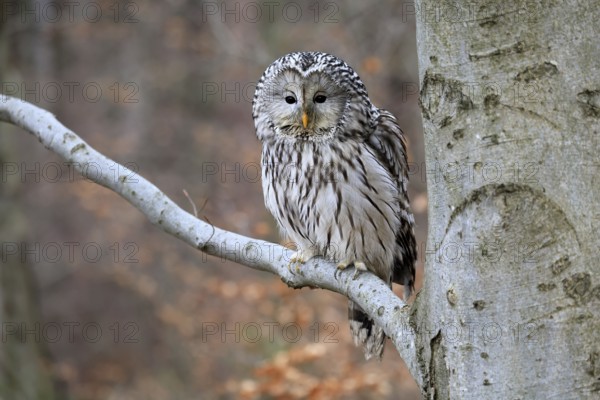 Hawk owl (Strix uralensis), adult, in winter, on tree, on tree trunk, Bohemian Forest, Czech Republic, Europe, Germany