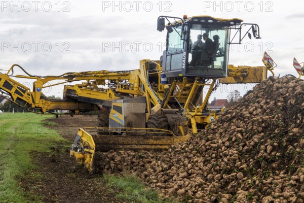 Loading sugar beets in the palatine***A loading mouse loads sugar beets ready for collection onto a truck. This brings them to the Südzucker plant in Offstein