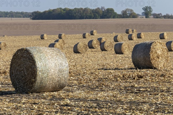Steen, Minnesota - Round hay bales in a field on a southwestern Minnesota farm