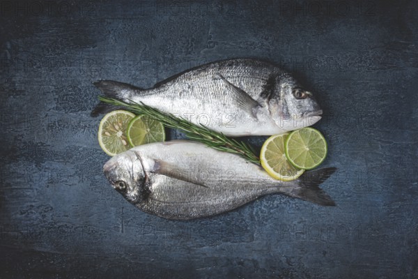 Fresh, raw dorado fish, on a dark blue background, top view, two pieces, no people