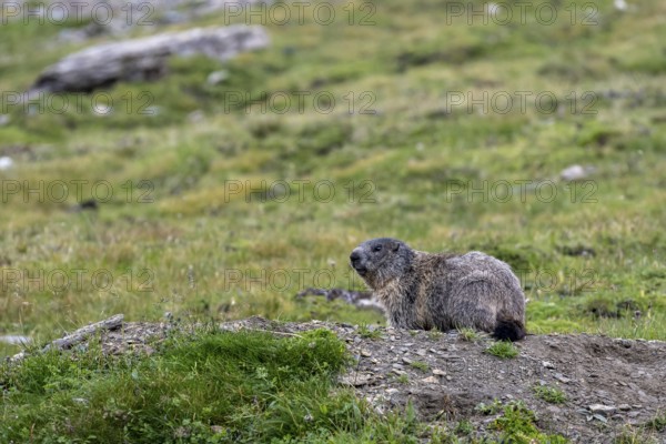 Groundhog, Hohe Tauern National Park, Carinthia, Austria