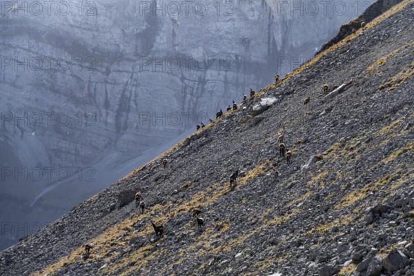 Herd of gelsen on steep rocks in a mountainous landscape, eastern Karwendel, Tyrol, Austria