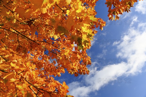 Autumn maple in Hamburg, Germany