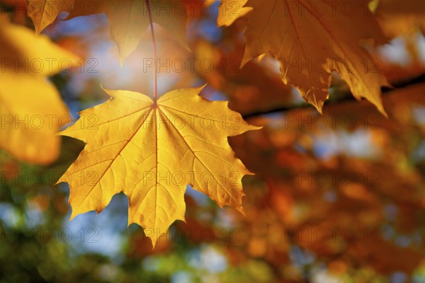 Autumn maple leaves in Hamburg, Germany