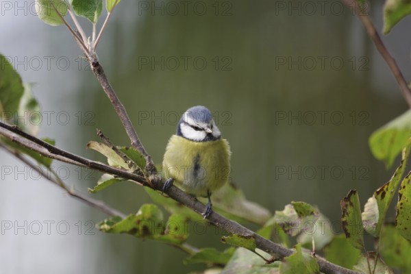 Blue tit (Cyanistes caeruleus), close-up, autumn, apple tree, cute, Germany, A tit sits on a branch between the discolored leaves