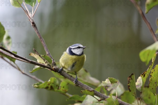 Blue tit (Cyanistes caeruleus), close-up, autumn, apple tree, cute, colorful colors in autumn