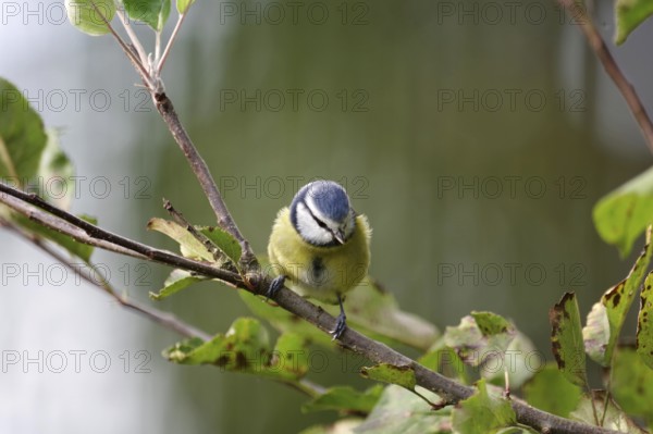 Blue tit (Cyanistes caeruleus), close-up, autumn, deciduous leaves, cute, the pretty tit sitting on a branch in an apple tree