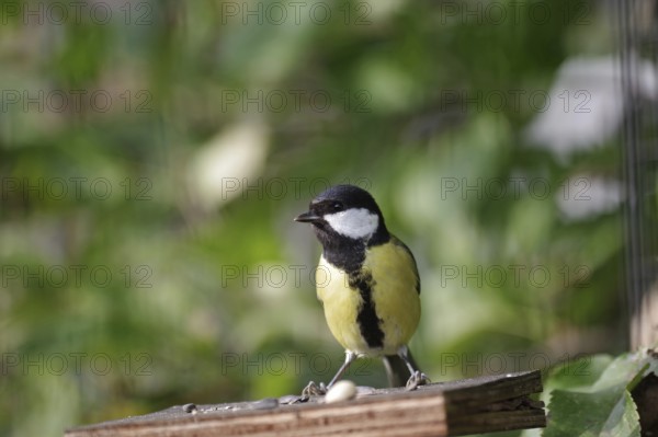 Great tit (Parus major), close-up, autumn, colorful, bird food, Germany