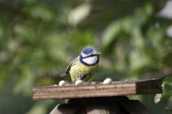 Blue tit (Cyanistes caeruleus), close-up, autumn, bird food, Germany, feeding tits in the garden