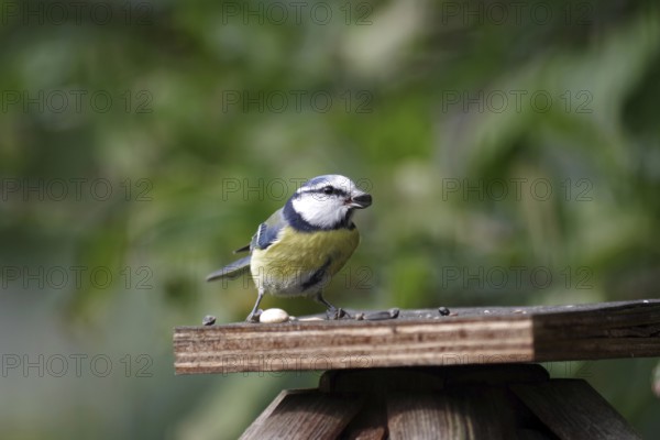 Blue tit (Cyanistes caeruleus), close-up, autumn, birdseed, The tit has a sunflower seed in its beak