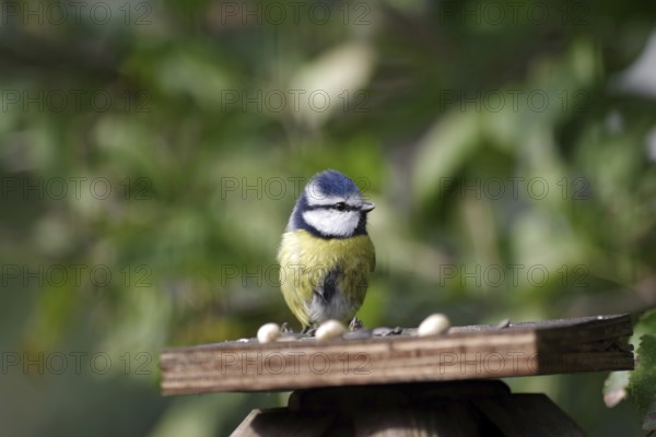 Blue tit (Cyanistes caeruleus), close-up, autumn, bird seed, Germany, The tit found nuts on a board in the garden