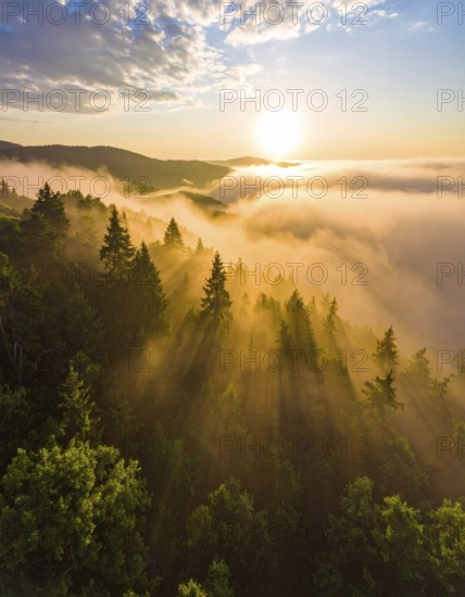 Sunlight streaming through a dense, misty forest, Fog covered forest in summer with mystic golden sunlight, spring morning landscape, backlight sunshine with sunbeams, AI generated