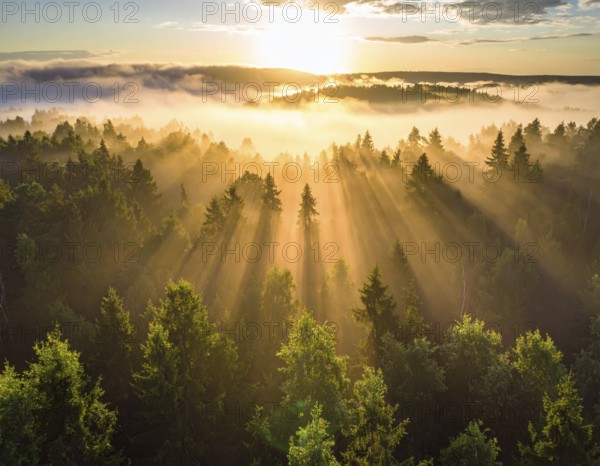 Misty sunrise over a forest with light rays shining through the trees, Fog covered forest in summer with mystic golden sunlight, aerial view of spring morning landscape, backlight sunshine with sunbeams, AI generated
