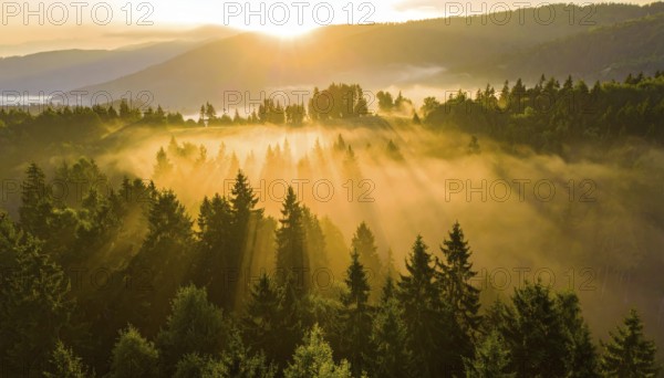 Golden sunrise light breaks through the mist in a tranquil forest setting, Fog covered forest in summer with mystic golden sunlight, aerial view of spring morning landscape, backlight sunshine with sunbeams, AI generated