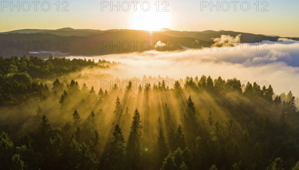 Sunrise over a fog-covered forest and mountains, offering a serene view, Fog covered forest in summer with mystic golden sunlight, aerial view of spring morning landscape, backlight sunshine with sunbeams, AI generated