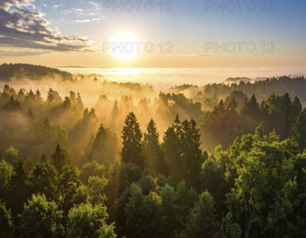 Sunrise casts rays over a misty forest, capturing a tranquil natural scene, Fog covered forest in summer with mystic golden sunlight, aerial view of spring morning landscape, backlight sunshine with sunbeams, AI generated