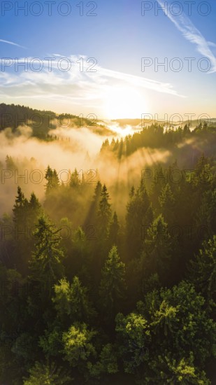Sunrise over a misty forest with golden light filtering through the trees, Fog covered forest in summer with mystic golden sunlight, aerial view of spring morning landscape, backlight sunshine with sunbeams, AI generated