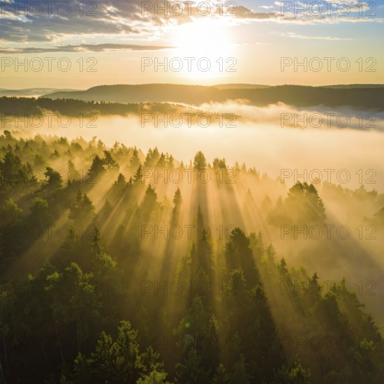Sunrise over a misty forest with golden sunlight filtering through the trees, Fog covered forest in summer with mystic golden sunlight, aerial view of spring morning landscape, backlight sunshine with sunbeams, AI generated