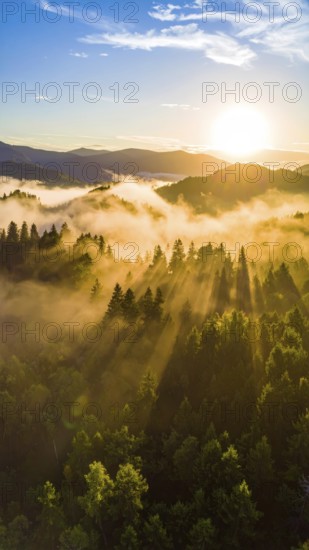 Sunrise casting rays over a misty forest landscape with distant mountains, Fog covered forest in summer with mystic golden sunlight, aerial view of spring morning landscape, backlight sunshine with sunbeams, AI generated