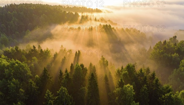 Sunlight flooding over a misty forest landscape at sunrise, Fog covered forest in summer with mystic golden sunlight, aerial view of spring morning landscape, backlight sunshine with sunbeams, AI generated