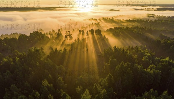 Early morning sunlight over a fog-covered forest landscape, Fog covered forest in summer with mystic golden sunlight, aerial view of spring morning landscape, backlight sunshine with sunbeams, AI generated
