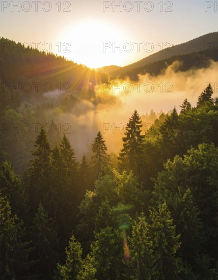 Sunrise over a foggy forest with glowing sunlight and shadows, Fog covered forest in summer with mystic golden sunlight, aerial view of spring morning landscape, backlight sunshine with sunbeams, AI generated
