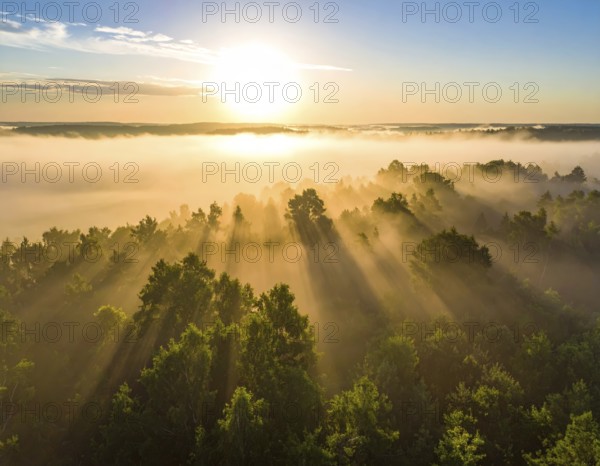 Sunlight pierces through fog over a forest, casting a peaceful morning glow, Fog covered forest in summer with mystic golden sunlight, aerial view of spring morning landscape, backlight sunshine with sunbeams, AI generated