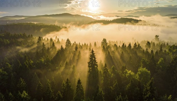 Sunlight breaking through misty forest creating a serene and atmospheric landscape, Fog covered forest in summer with mystic golden sunlight, aerial view of spring morning landscape, backlight sunshine with sunbeams, AI generated