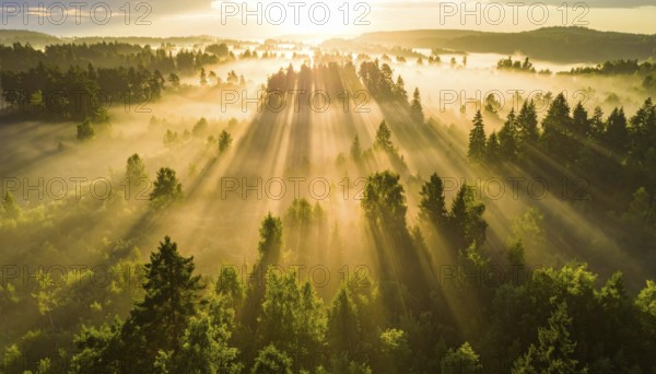 Golden morning light filters through forest mist creating a tranquil scene, Fog covered forest in summer with mystic golden sunlight, aerial view of spring morning landscape, backlight sunshine with sunbeams, AI generated