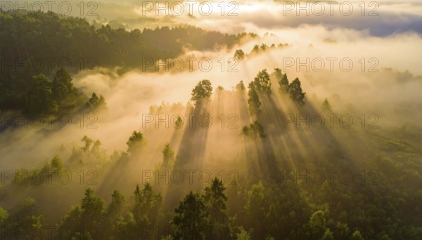 Sunrise with mist and light rays over a forest creating a serene morning scene, Fog covered forest in summer with mystic golden sunlight, aerial view of spring morning landscape, backlight sunshine with sunbeams, AI generated