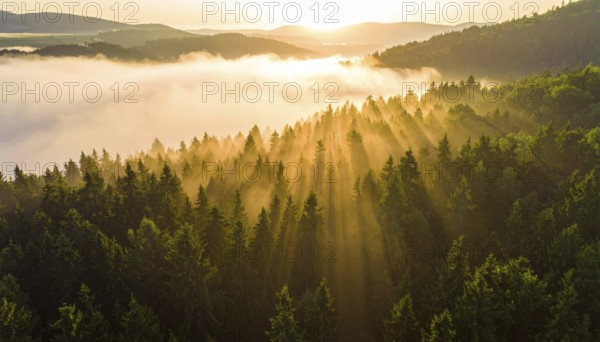 Misty sunrise with light rays streaming through a lush, dense forest, Fog covered forest in summer with mystic golden sunlight, aerial view of spring morning landscape, backlight sunshine with sunbeams, AI generated